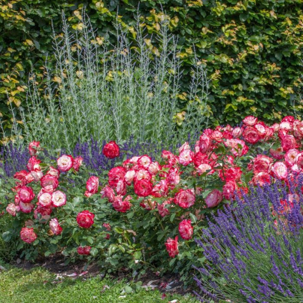 JUBILE DU PRINCE DE MONACO® Meisponge JUBILE DU PRINCE DE MONACO® Meisponge